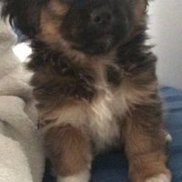 Tibetli Spaniel, Köpek  hektor fotoğrafı