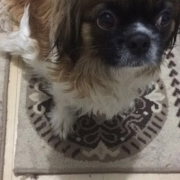 Tibetli Spaniel, Köpek  hektor fotoğrafı