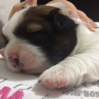 Tibetli Spaniel, Köpek  hektor fotoğrafı
