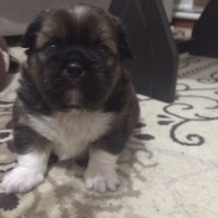 Tibetli Spaniel, Köpek  hektor fotoğrafı