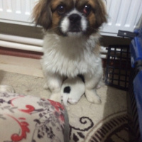 Tibetli Spaniel, Köpek  hektor fotoğrafı