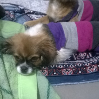 Tibetli Spaniel, Köpek  hektor fotoğrafı