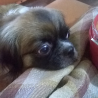 Tibetli Spaniel, Köpek  hektor fotoğrafı