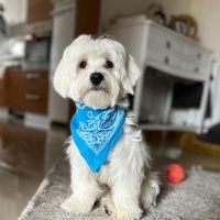 Maltese, Köpek  Ruby fotoğrafı