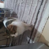 Tekir Kedi, Kedi  Mia fotoğrafı