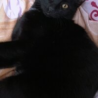 Tekir Kedi, Kedi  Nero fotoğrafı