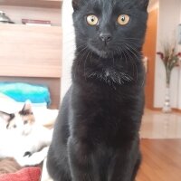 Tekir Kedi, Kedi  Nero fotoğrafı