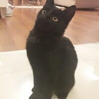 Tekir Kedi, Kedi  Nero fotoğrafı