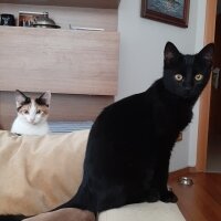 Tekir Kedi, Kedi  Nero fotoğrafı