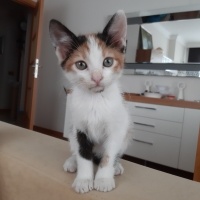 Tekir Kedi, Kedi  Mia fotoğrafı