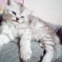 British Longhair, Kedi  Pati fotoğrafı