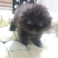 British Longhair, Kedi  Pati fotoğrafı