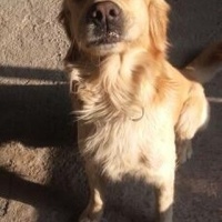 Golden Retriever, Köpek  Gofret fotoğrafı