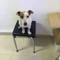 Jack Russell Terrier, Köpek  Mex fotoğrafı