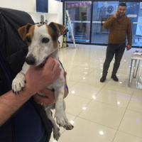Jack Russell Terrier, Köpek  Mex fotoğrafı