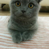 Scottish Fold, Kedi  İskoç fotoğrafı