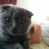 Scottish Fold, Kedi  İskoç fotoğrafı