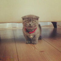 Scottish Fold, Kedi  İskoç fotoğrafı