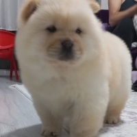 Chow Chow (çin Aslanı), Köpek  Cin Aslani fotoğrafı