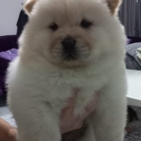 Chow Chow (çin Aslanı), Köpek  Cin Aslani fotoğrafı