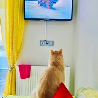 Norwegian Forest, Kedi  Zafer Luna Akın fotoğrafı