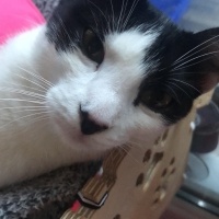 Tuxedo (Smokin) Kedi, Kedi  Loklok fotoğrafı