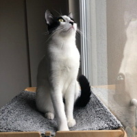 Tuxedo (Smokin) Kedi, Kedi  Loklok fotoğrafı
