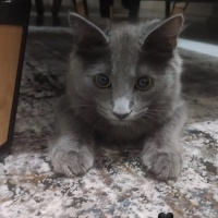 Chartreux, Kedi  Venüs fotoğrafı