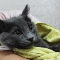 Chartreux, Kedi  Venüs fotoğrafı