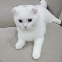 Scottish Fold, Kedi  Pamuk fotoğrafı