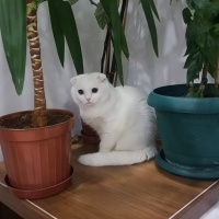 Scottish Fold, Kedi  Pamuk fotoğrafı
