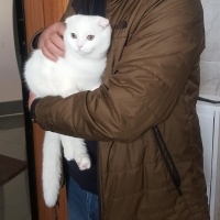 Scottish Fold, Kedi  Pamuk fotoğrafı