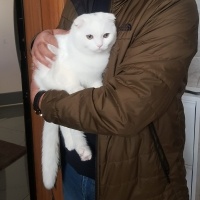 Scottish Fold, Kedi  Pamuk fotoğrafı