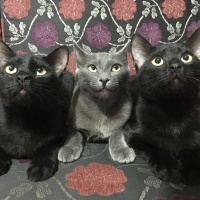 Mavi Rus, Kedi  Gri fotoğrafı