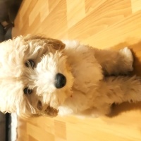 Poodle(Standart Kaniş), Köpek  Casper fotoğrafı