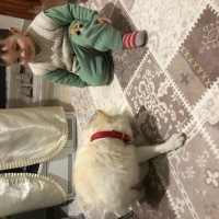Pomeranyalı, Köpek  Pamuk fotoğrafı