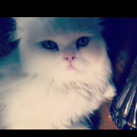 İran Kedisi (Persian), Kedi  Pamuk fotoğrafı