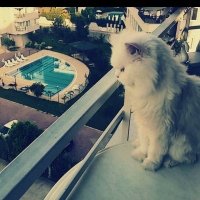 İran Kedisi (Persian), Kedi  Pamuk fotoğrafı