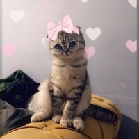 Scottish Fold, Kedi  Lucy fotoğrafı