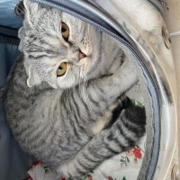 Scottish Fold, Kedi  Lucy fotoğrafı