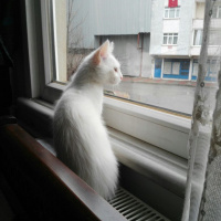 Van Kedisi, Kedi  Kainat fotoğrafı