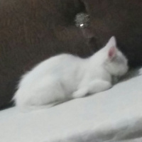 Van Kedisi, Kedi  Kainat fotoğrafı