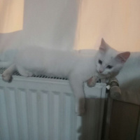 Van Kedisi, Kedi  Kainat fotoğrafı