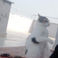 Tekir Kedi, Kedi  Prenses fotoğrafı