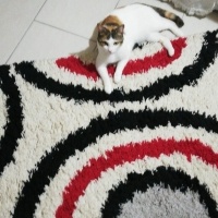 Tekir Kedi, Kedi  Prenses fotoğrafı