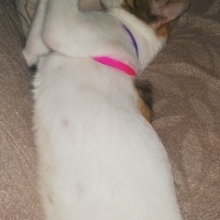 Tekir Kedi, Kedi  Prenses fotoğrafı