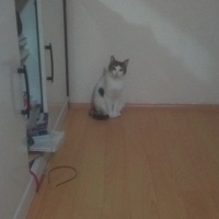 Tekir Kedi, Kedi  Prenses fotoğrafı