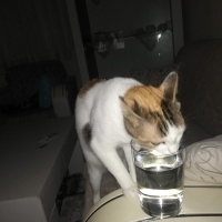 Tekir Kedi, Kedi  Prenses fotoğrafı