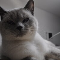 British Shorthair, Kedi  Latina fotoğrafı