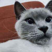 British Shorthair, Kedi  Latina fotoğrafı